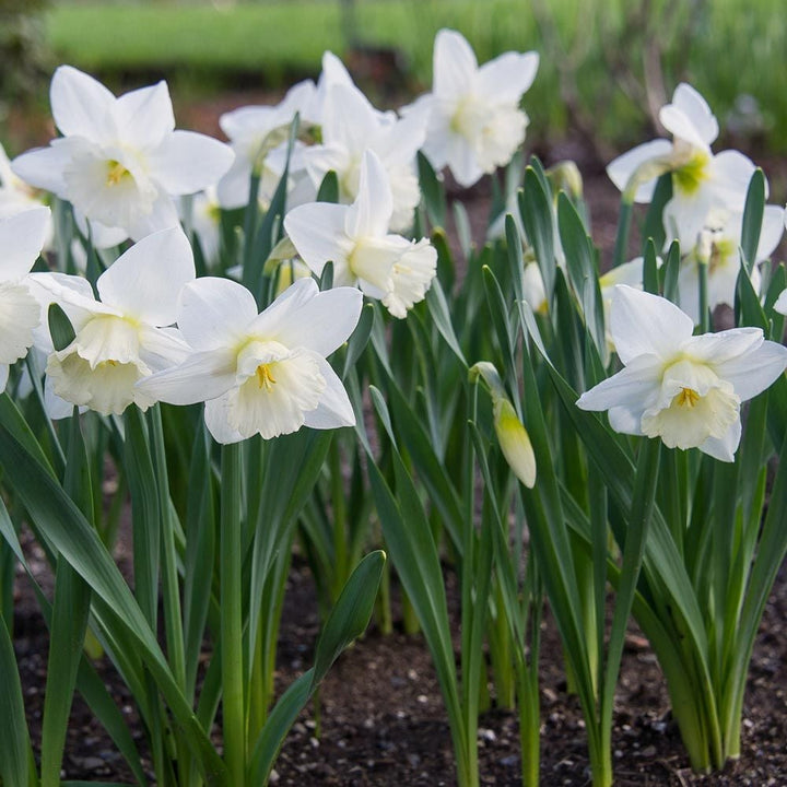 Narcissus 'Amos Pettingill'