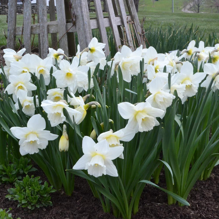 Narcissus 'Amos Pettingill'