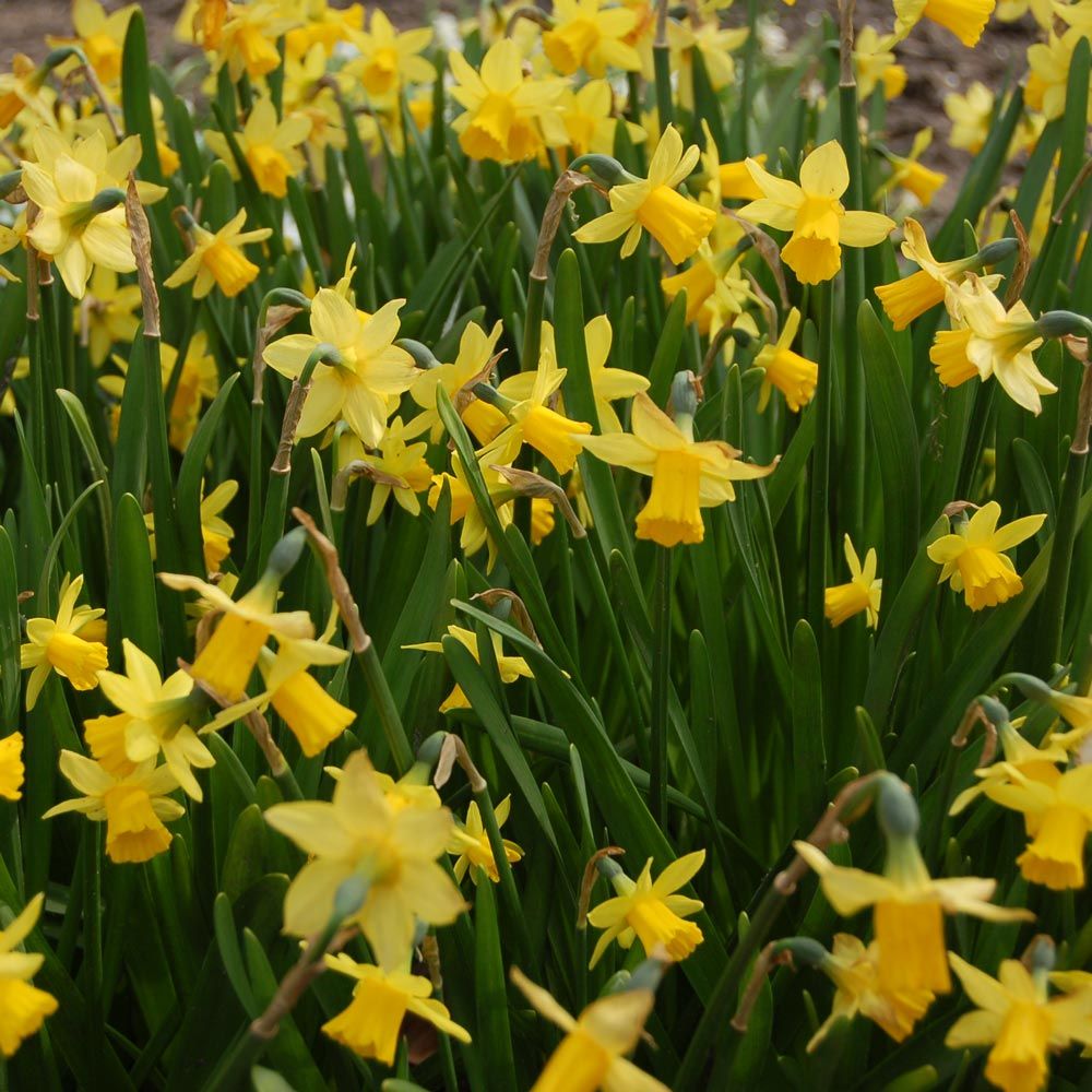 Narcissus 'Tête-à-Tête'