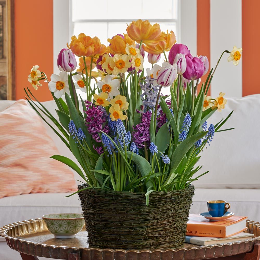 Air of April Bulb Garden in X-large Clematis vine basket
