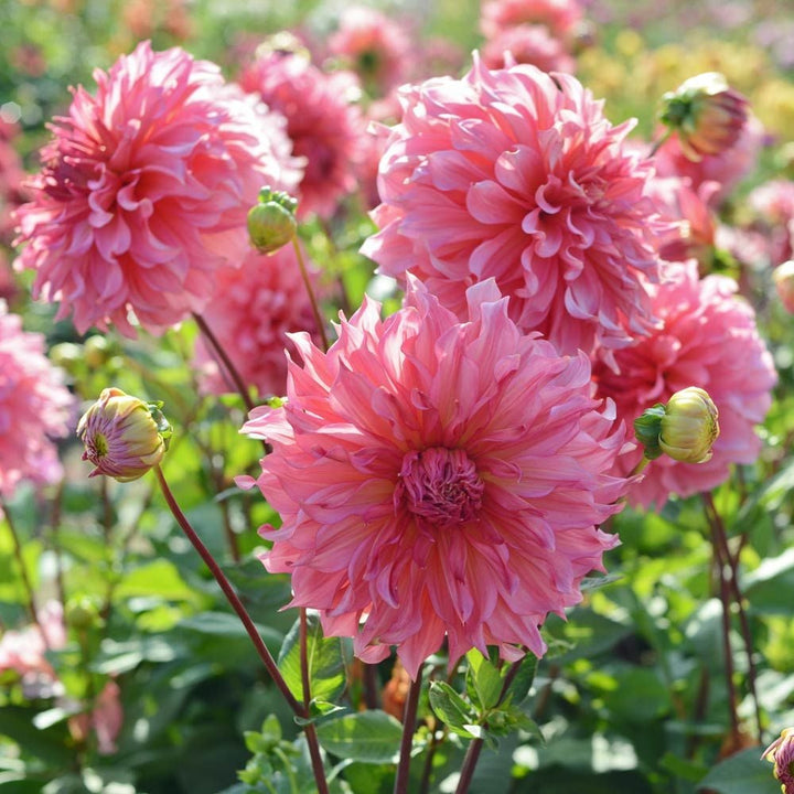 Dahlia 'Islander'
