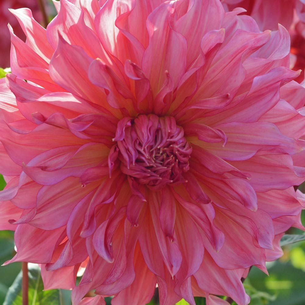 Dahlia 'Islander'