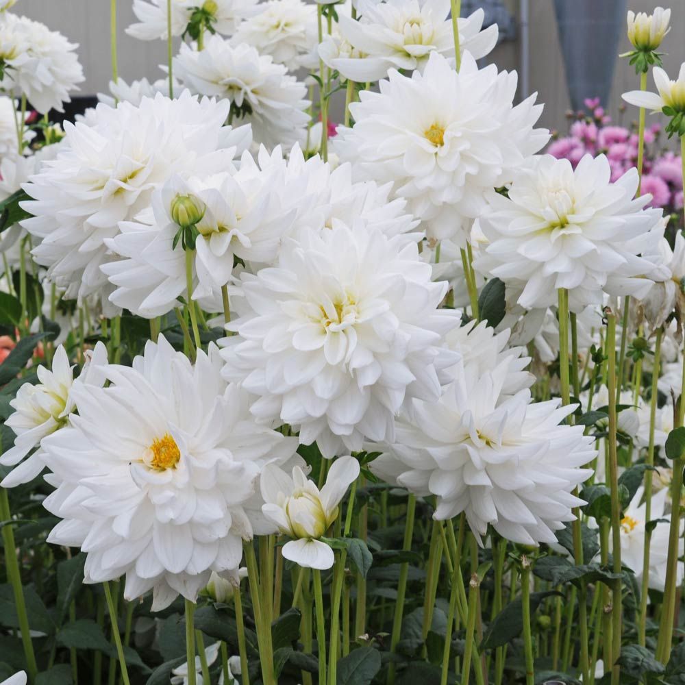 Dahlia 'Eternal Snow'