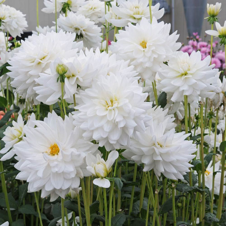 Dahlia 'Eternal Snow'