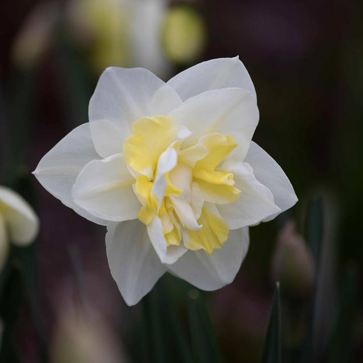 Narcissus 'Easter Born'
