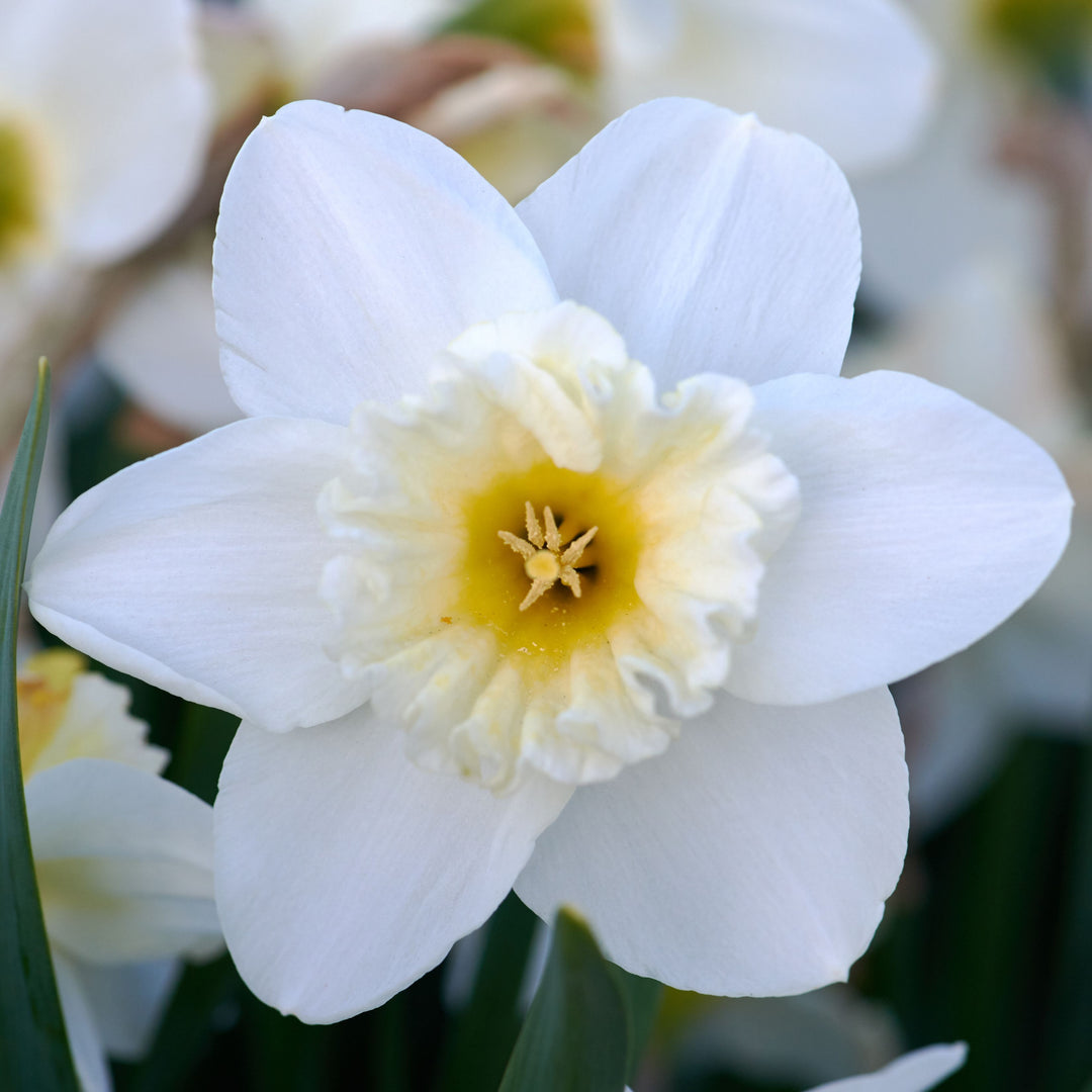 Narcissus 'Amos Pettingill'