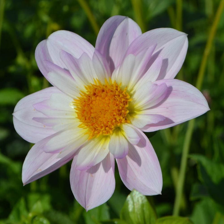 Dahlia 'Teesbrooke Audrey'