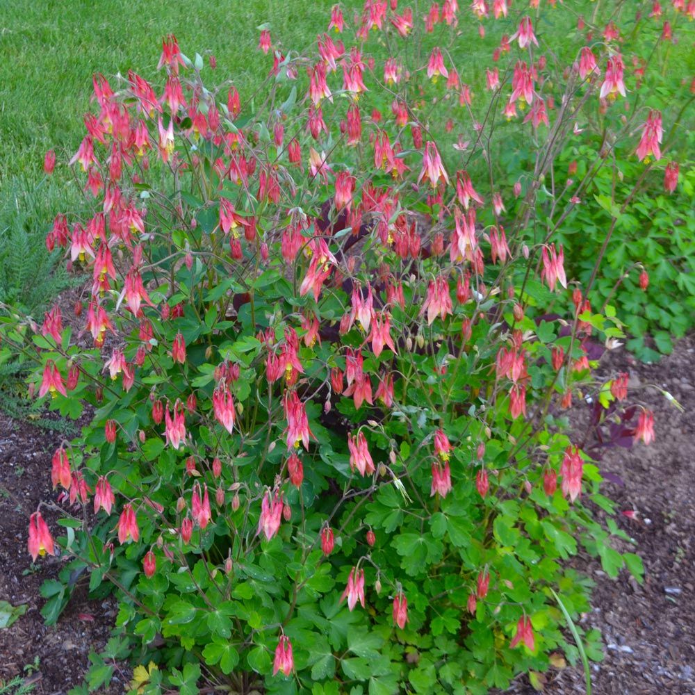 Aquilegia canadensis, tray of 32 plugs