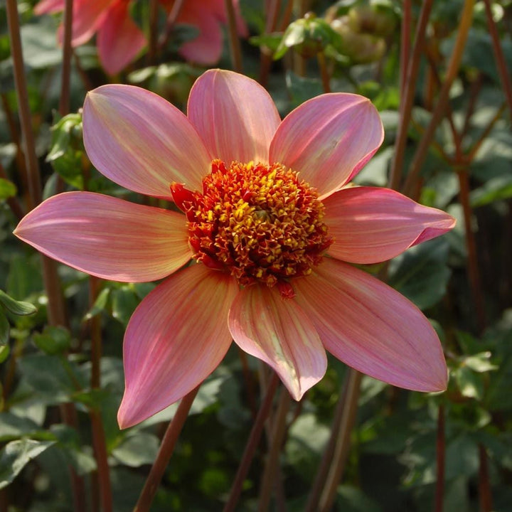 Dahlia 'Totally Tangerine'