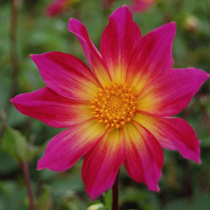 Dahlia 'Bright Eyes'