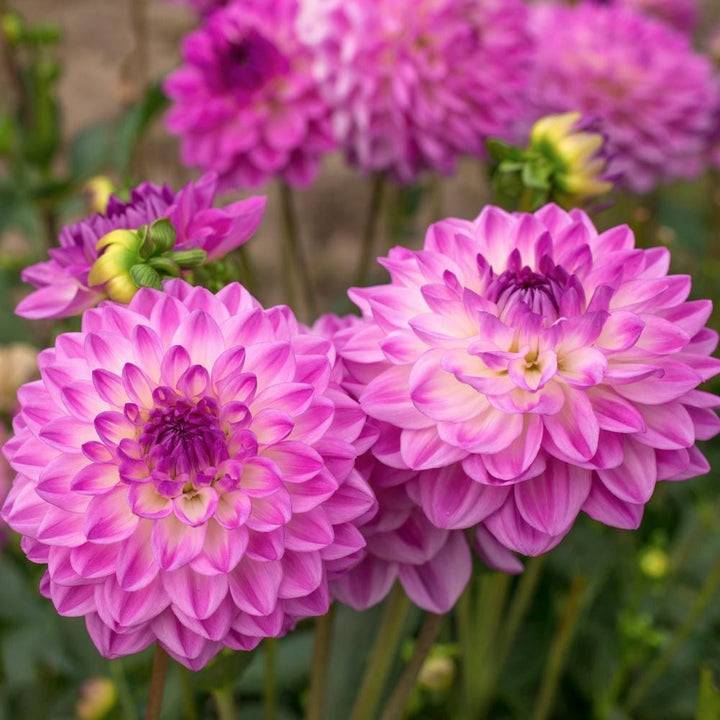Dahlia 'Mediterrannee'