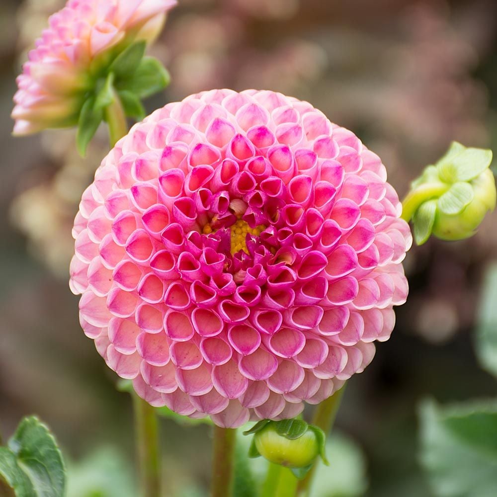 Dahlia 'Burlesca'