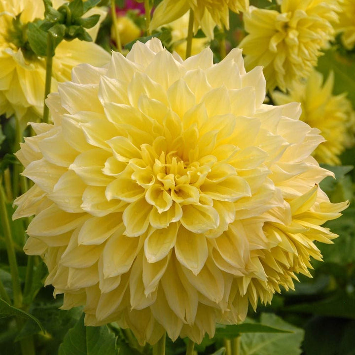 Dahlia 'Kelvin Floodlight'