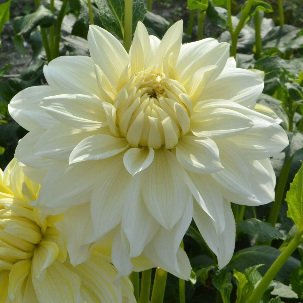 Dahlia 'La Luna'