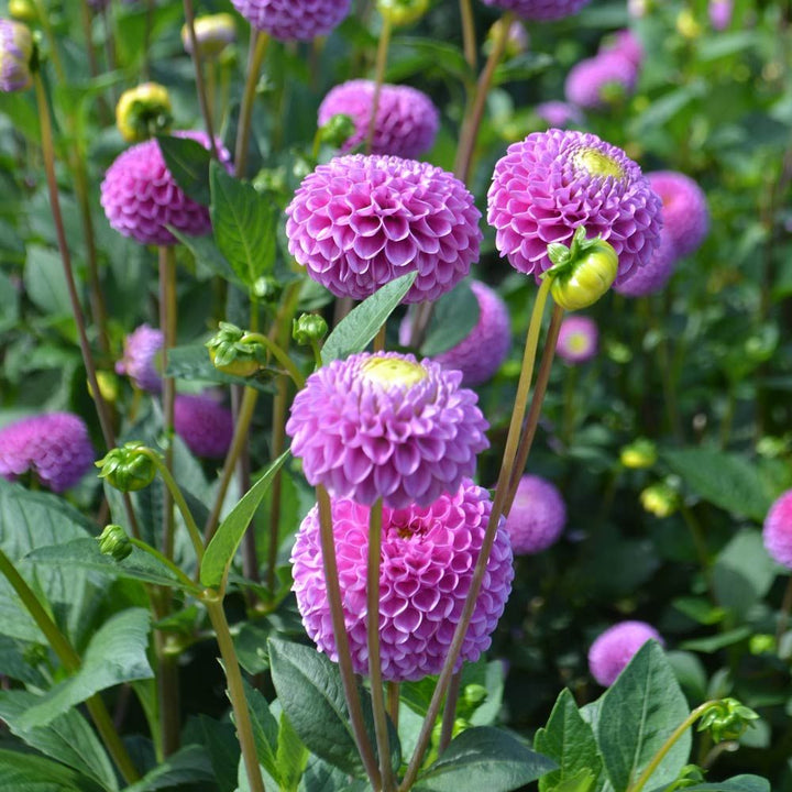 Dahlia 'Franz Kafka'