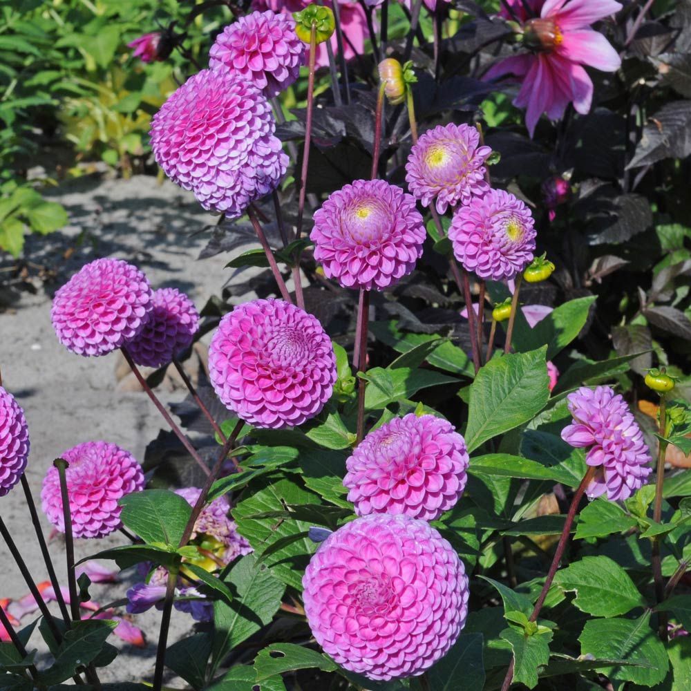 Dahlia 'Franz Kafka'
