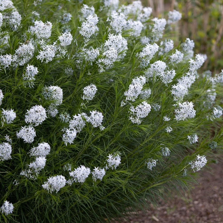 Amsonia hubrichtii