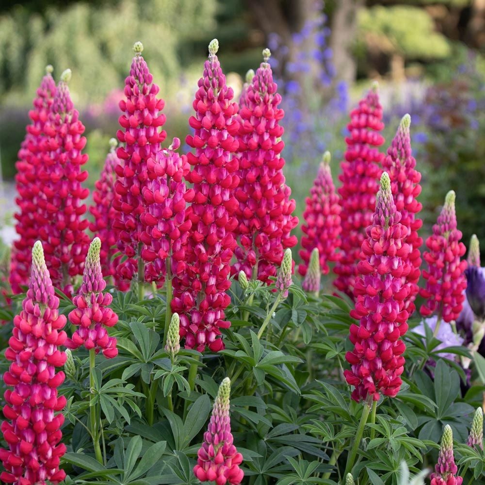 Lupinus Westcountry™ 'Red Rum'