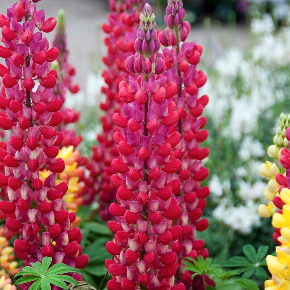 Lupinus Westcountry™ 'Red Rum'