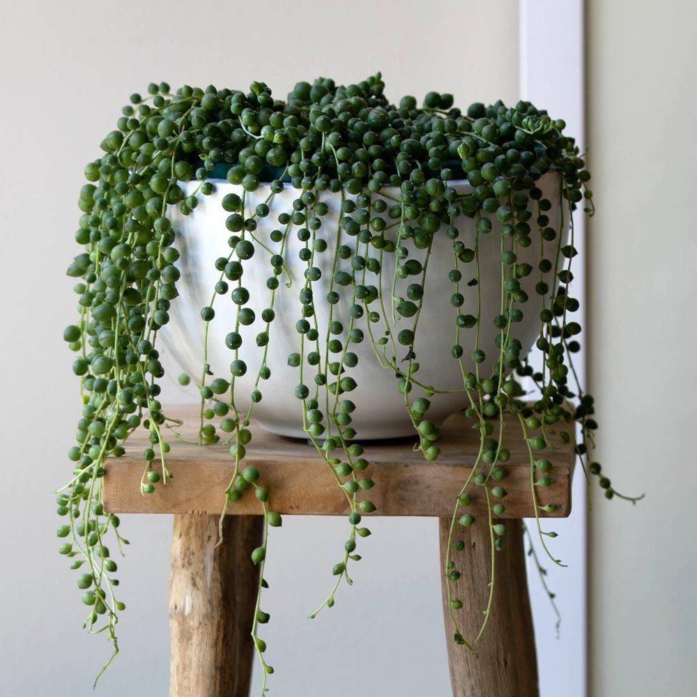 Senecio String of Pearls
