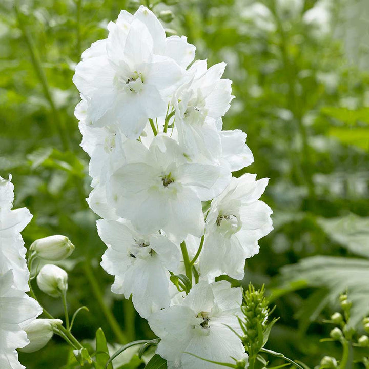 Delphinium elatum 'Guardian White'
