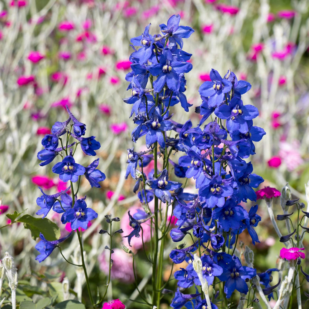 Delphinium x belladonna 'Bellamosum'