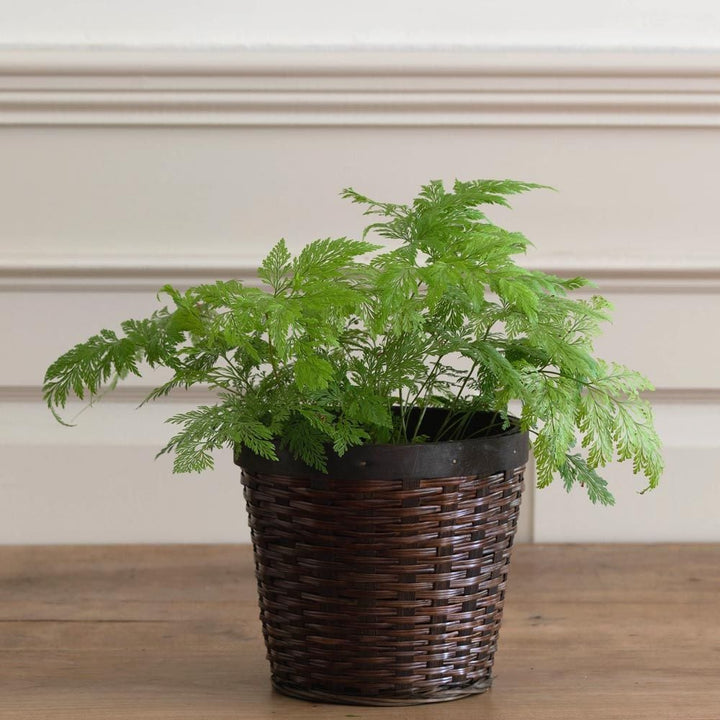 Deer footed fern in woven basket