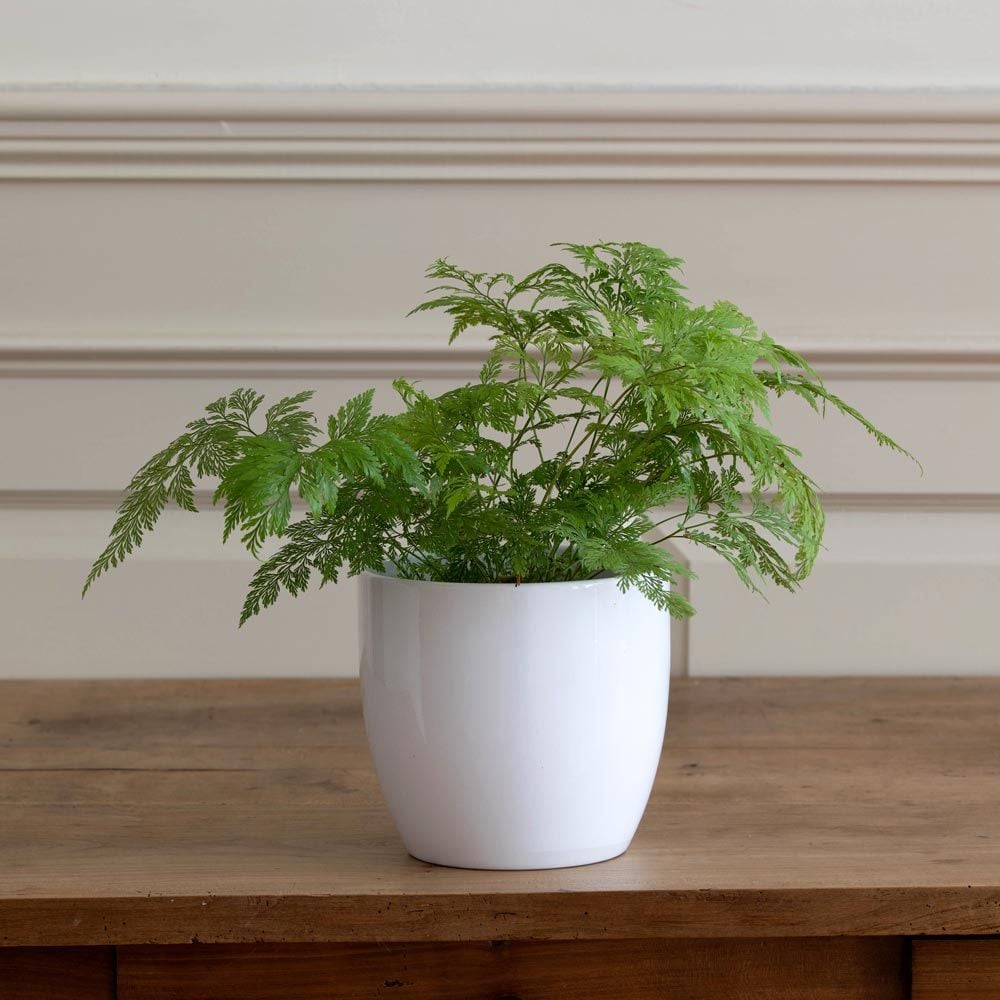 Deer's Foot Fern in white ceramic cachepot