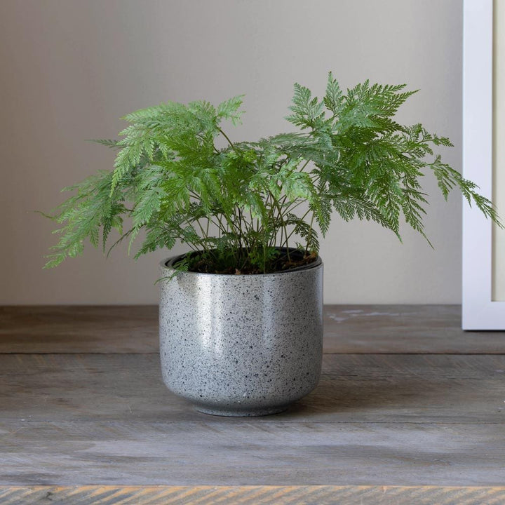 Deer's Foot Fern in gray ceramic cachepot