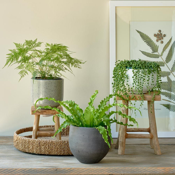 Senecio String of Pearls in white fiberstone bowl