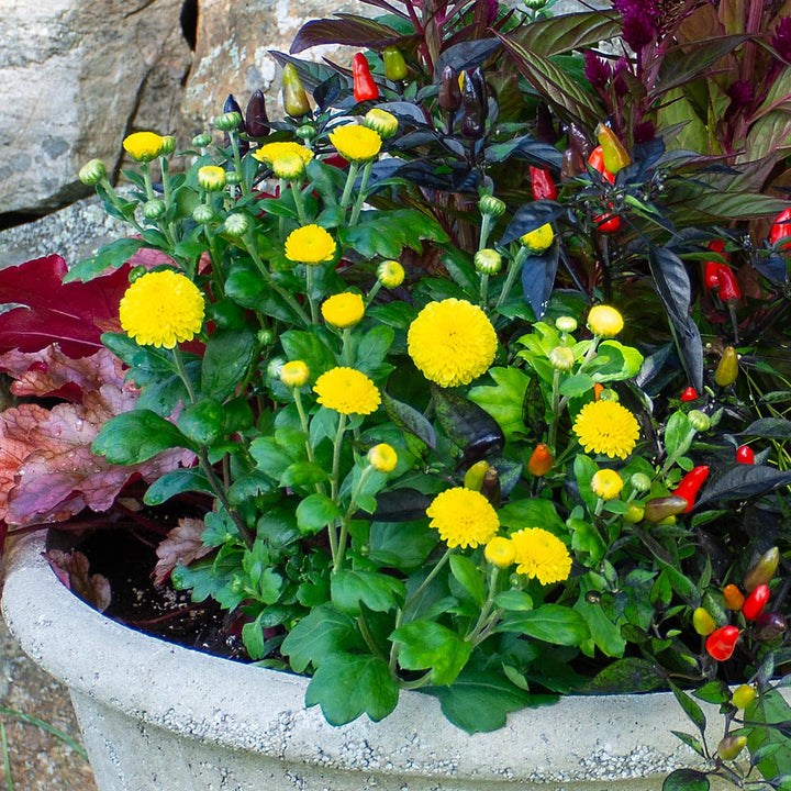 September Sparkler Fall Container Garden