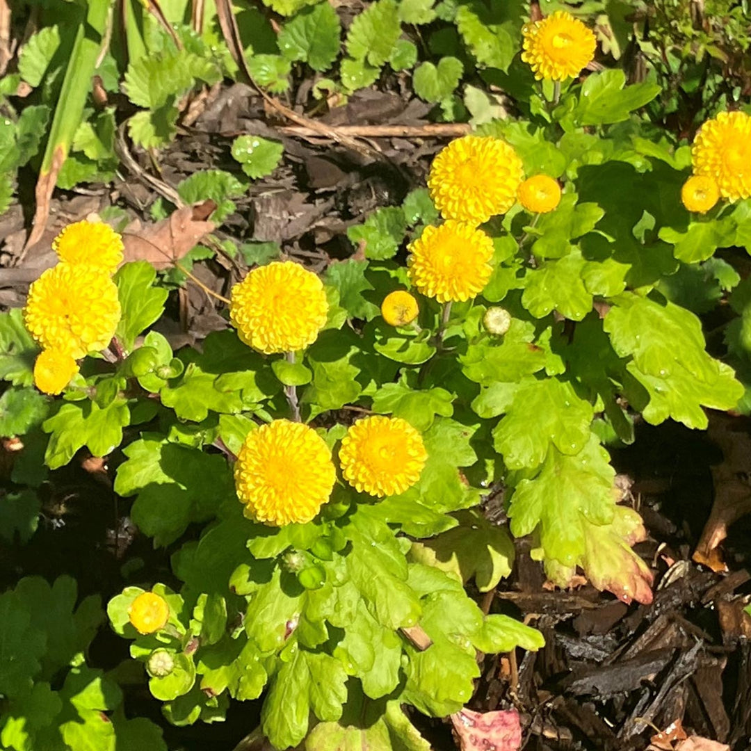 Chrysanthemum 'Lois'