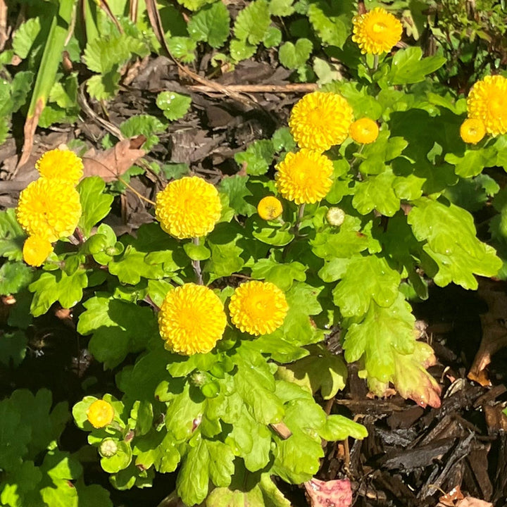 Chrysanthemum 'Lois'