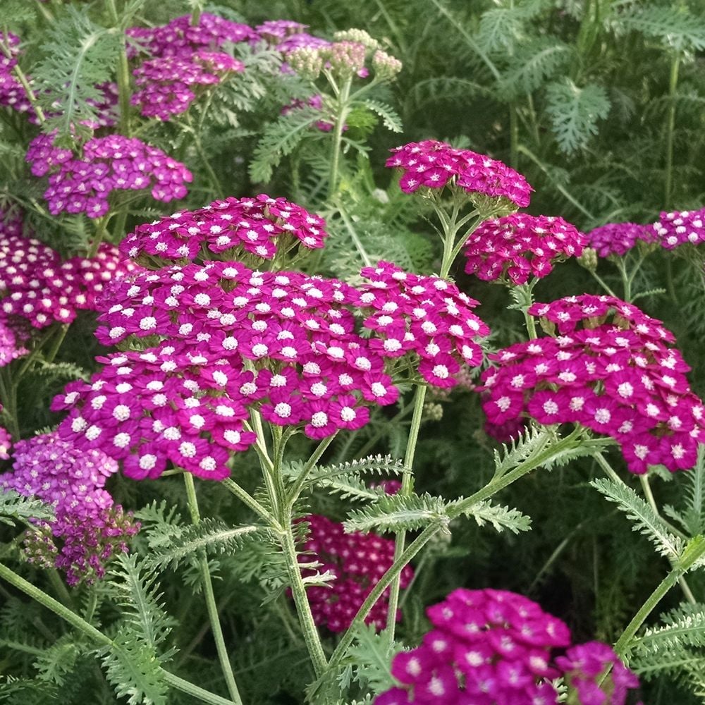 Achillea millefolium New Vintage™ Violet