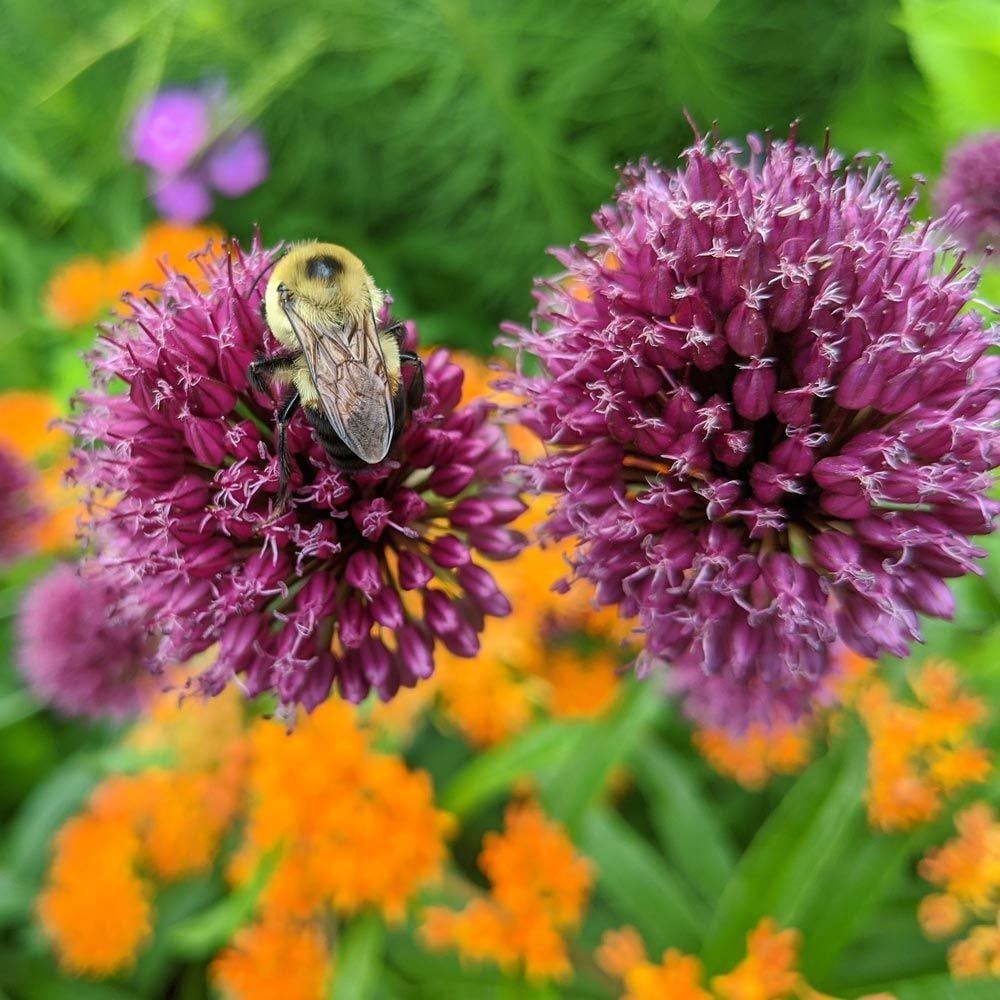 Allium sphaerocephalon