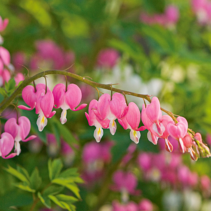 Lamprocapnos spectabilis