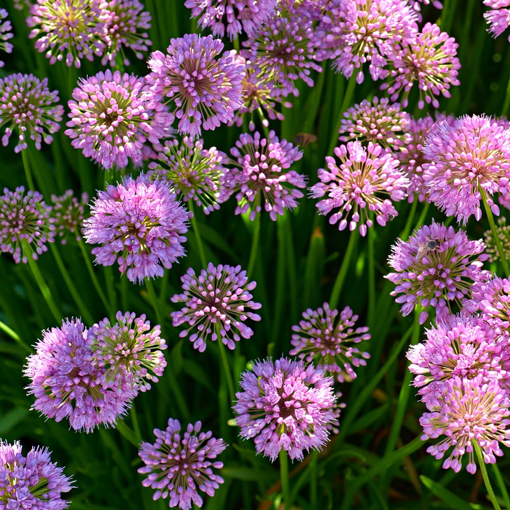 Allium 'Millenium'