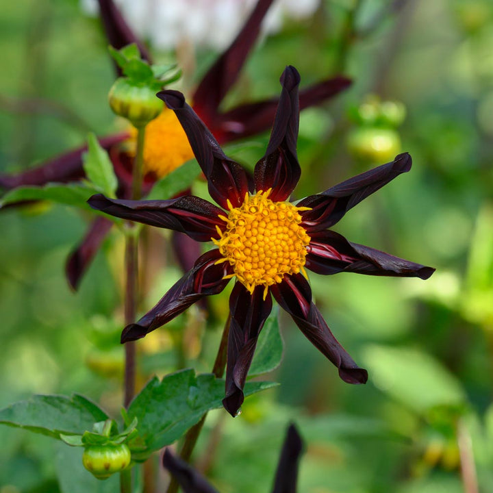 Dahlia 'Verrone's Obsidian'