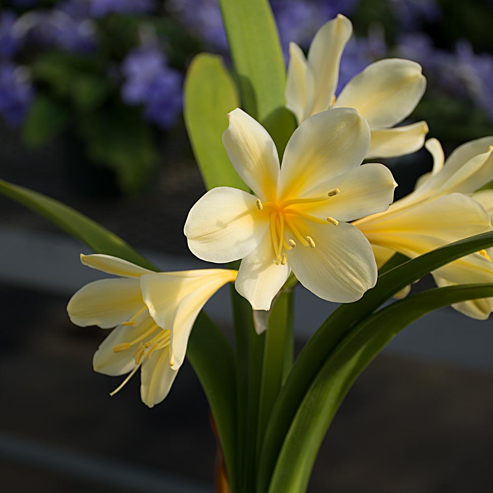 Clivia miniata Krugerrand Strain in terracotta pot with saucer