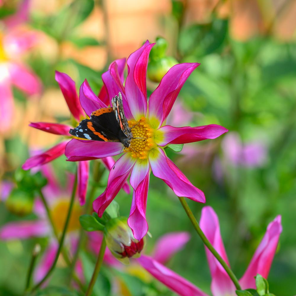 Dahlia 'Honka Pink'