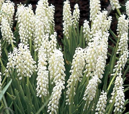 Muscari Mix - Singing the Blues