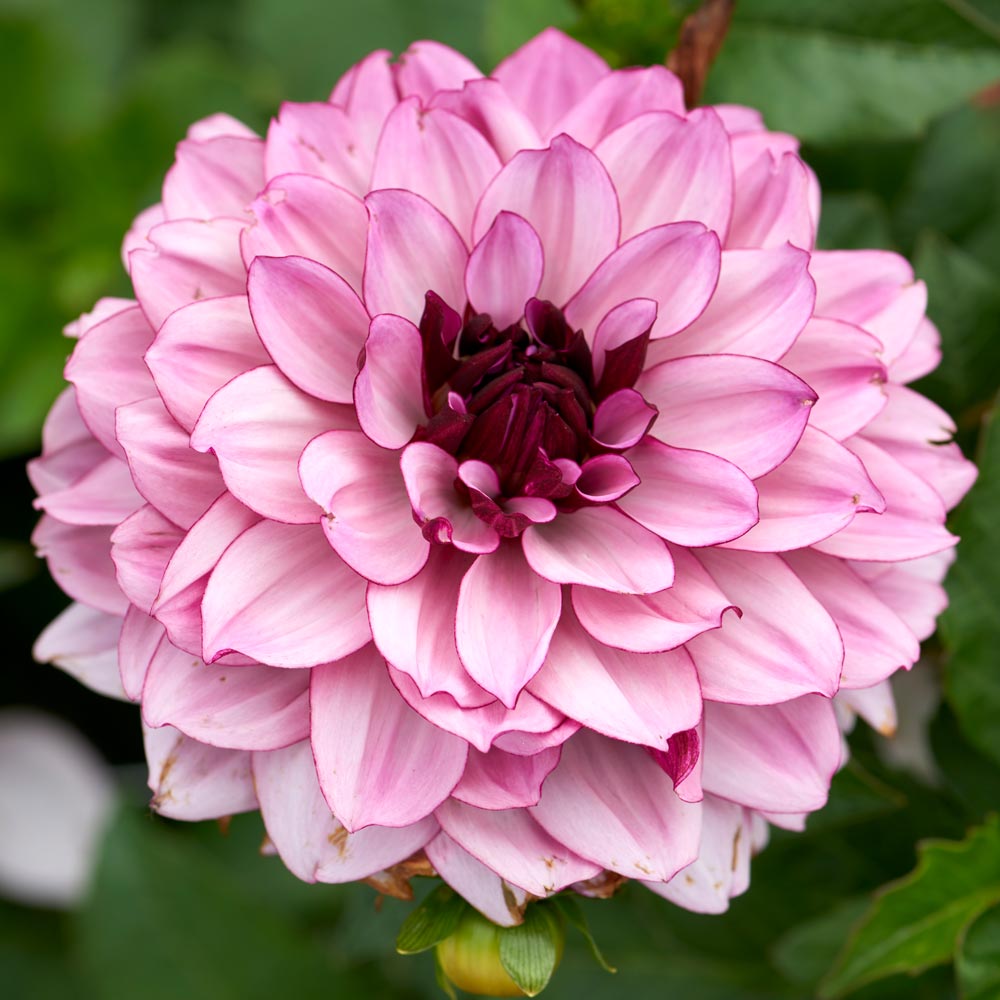Dahlia 'Crème de Cassis'
