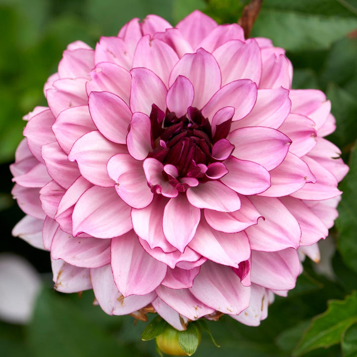 Dahlia 'Crème de Cassis'