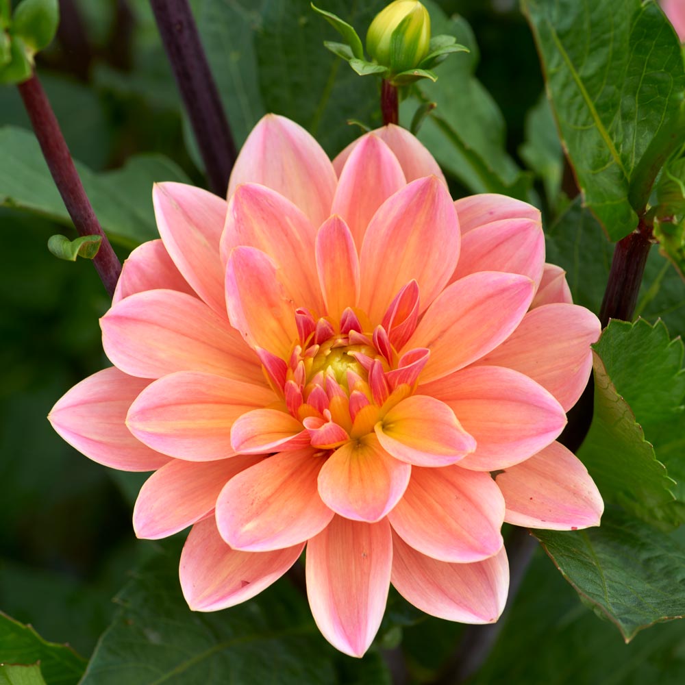 Dahlia 'Doctor P.H. Riedl'
