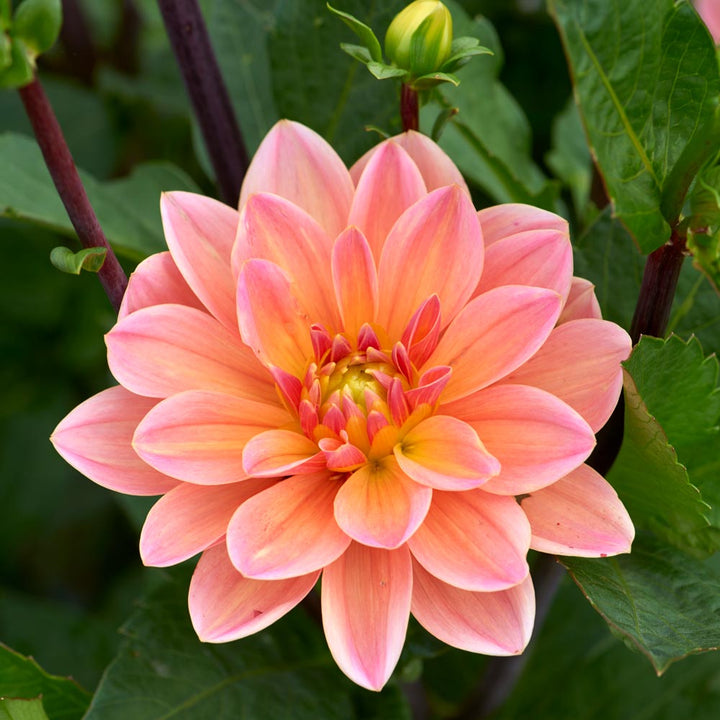 Dahlia 'Doctor P.H. Riedl'