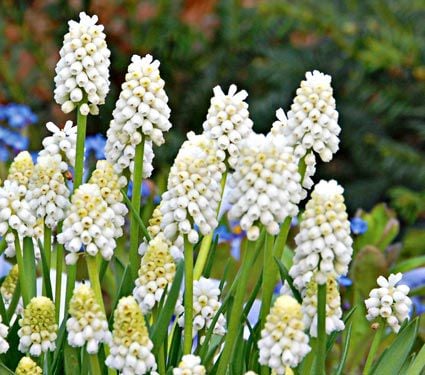Muscari Mix - Singing the Blues
