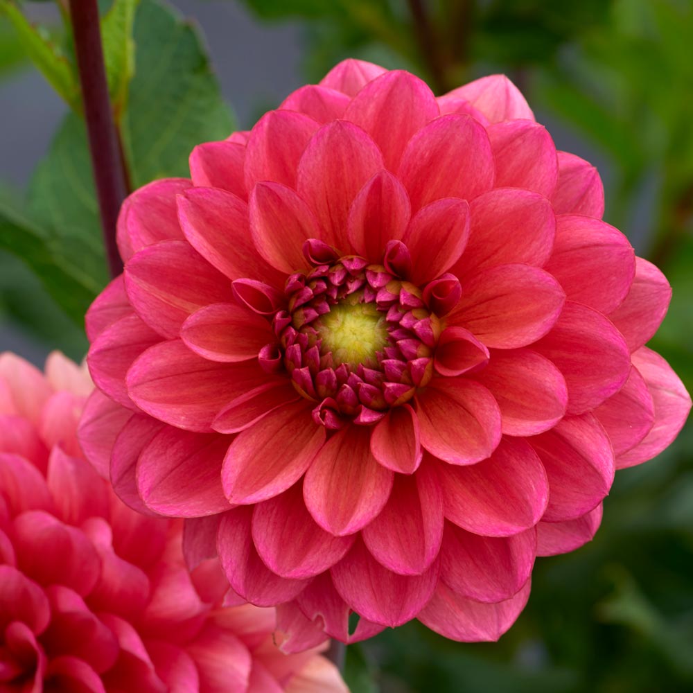 Dahlia 'Salmon Runner'