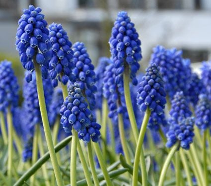 Muscari Mix - Singing the Blues