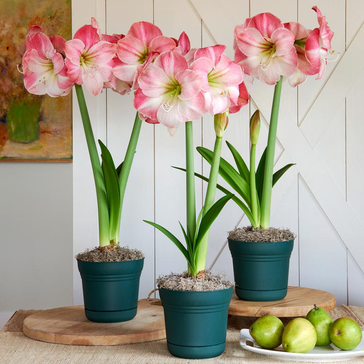 Pink Amaryllis in Nursery Pots to 3 Different Addresses - Standard Shipping Included