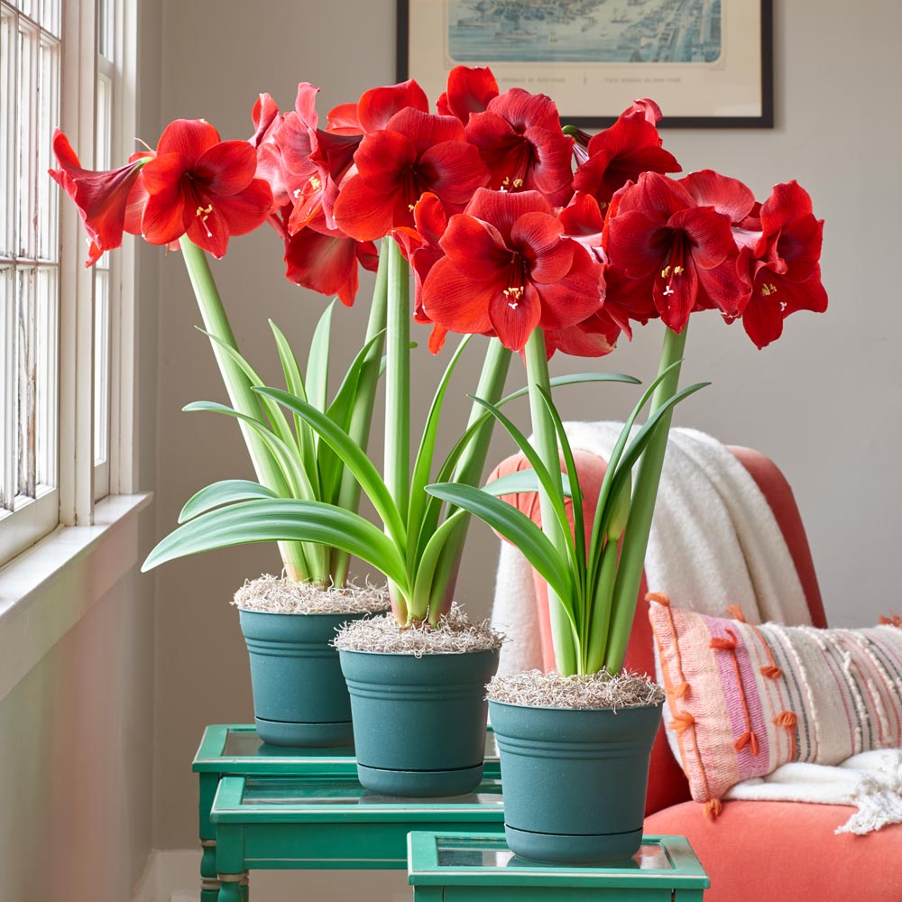 Red Amaryllis in Nursery Pots to 3 Different Addresses - Standard Shipping Included